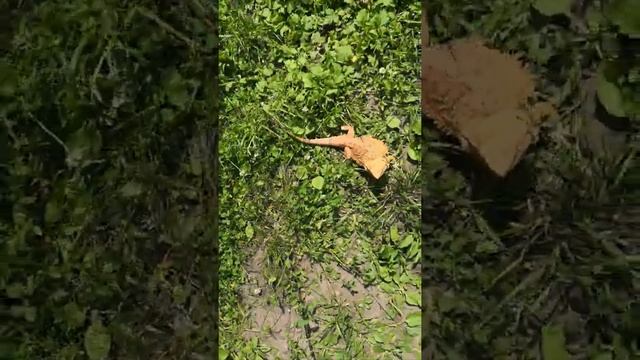 Ящерица бегает в траве челлендж! смотреть онлайн