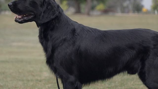MONDAY'S MINUTE: FLAT-COATED RETRIEVER смотреть онлайн