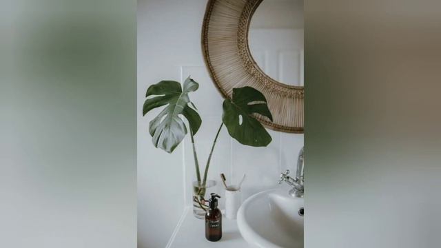 Monstera deliciosa ili švajcarski sir je najpoželjnija sobna biljka a evo i zbog čega смотреть онлайн