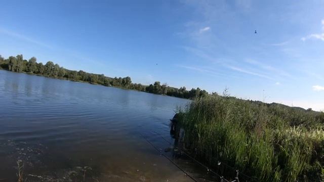 Карповая рыбалка. Ловля карпа на горох! смотреть онлайн
