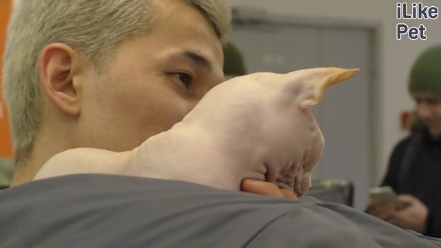 Мифы о сфинксах смотреть онлайн