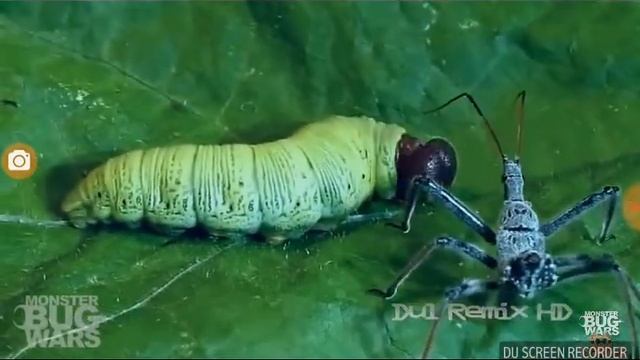 Клоп хищнец против гусениц смотреть онлайн