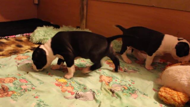 Питомник Северная Жемчужина. Резерв открыт. смотреть онлайн