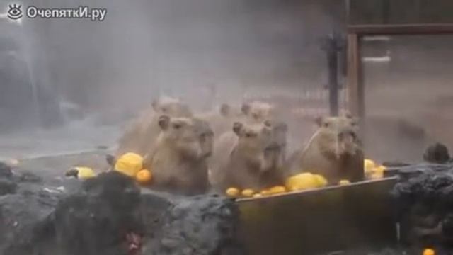 Джакузи для капибар смотреть онлайн