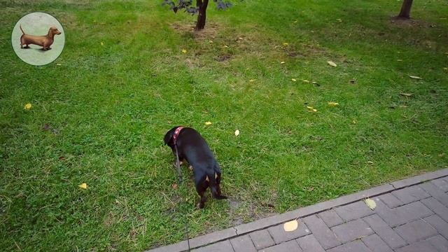 ТАКСА ^ ТАКСЫ ^ ТАКСА ? ? ? ЧТО ЛУЧШЕ ОДНОЙ ТАКСЫ? ТОЛЬКО ТРИ ТАКСЫ!