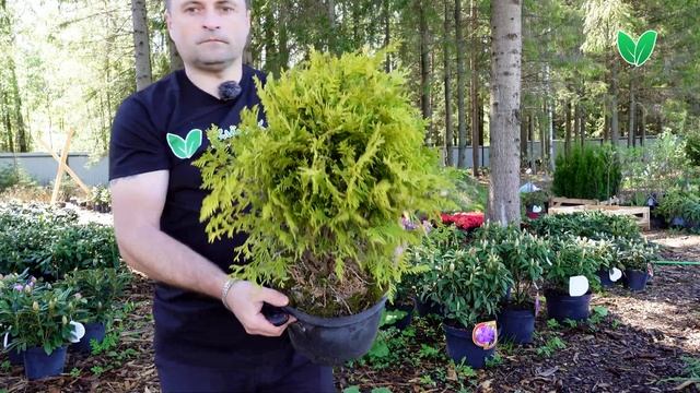 Туя Голден Глоб, ориг Golden Globe, Зеленый Сад смотреть онлайн