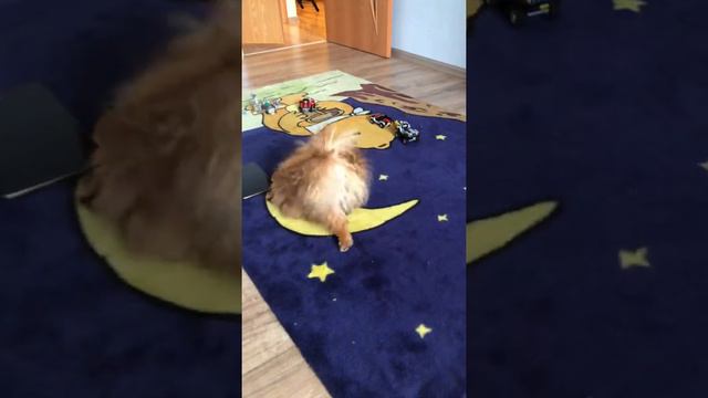 Померанский шпиц Пушкин после душа🧼 смотреть онлайн