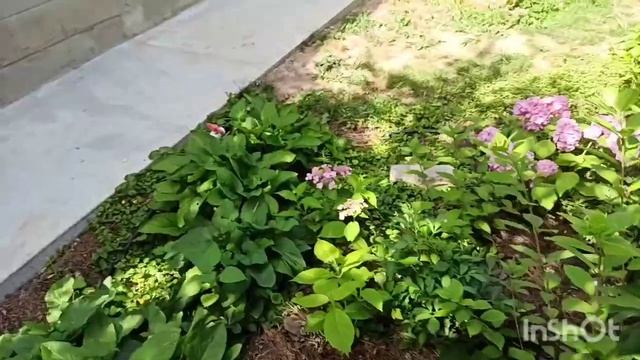 ?Как напоить сад сполна! Всё о поливе в моем саду. Оазис в степи!☀️???? смотреть онлайн