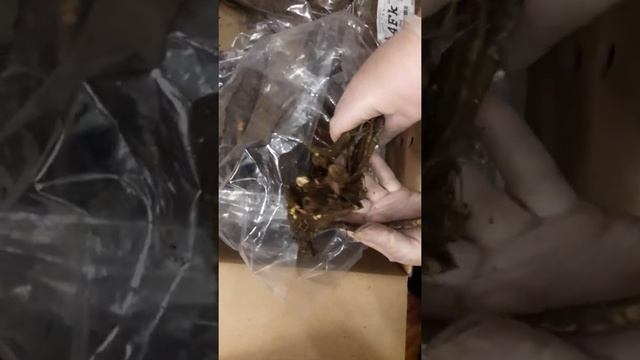 Пион Александр Флеминг