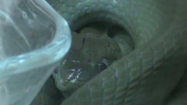 Крокодиловая ферма. Часть 2. Екатеринбург. Игуана. Жабы смотреть онлайн