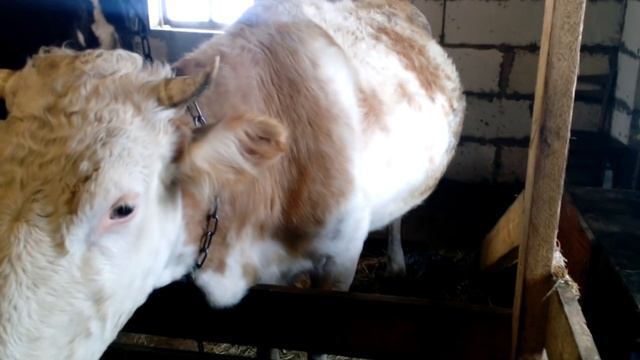 Сколько стоит ? корова?, краткий обзор моего хозяйства смотреть онлайн