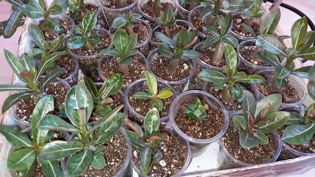 4  ЛУЧШИХ УДОБРЕНИЯ ДЛЯ АДЕНИУМА, для супер роста, для толстого каудекса