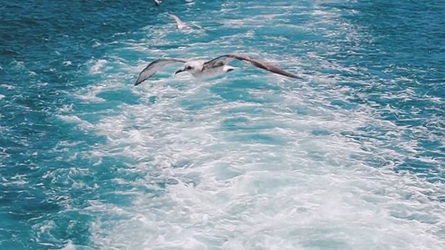 Как не испортить отдых? Несколько советов!!! ( Советы туристам в Турции и Египте) смотреть онлайн