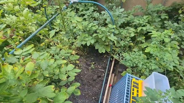 Ем зелёную картошку? Открыла виноград солнцу. Всем спасибо! смотреть онлайн