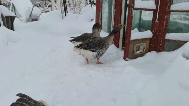 Как можно бросать таких красивых кошек? смотреть онлайн