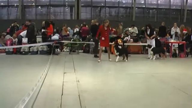 Австралийские овчарки, моно 30.12.2012, сравнение щенки