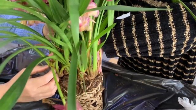 Мастер класс по делению и пересадке цимбидиума в Экофлоре от чата Орхидеи Омска)))) смотреть онлайн