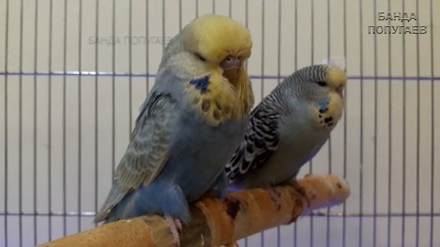 можно ли завести 2 самок волнистого попугая ? смотреть онлайн