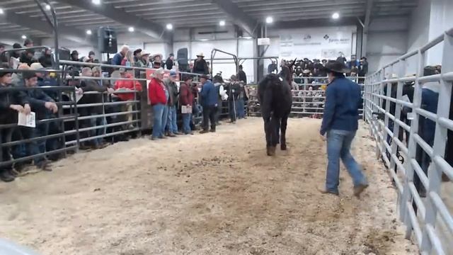 2023 Hoover Mule Sale January