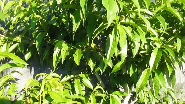 ЧЕМ ОБРАБОТАТЬ ОТ ЧЕРВЯКОВ В ПЛОДАХ. Подробнее о ПРОКЛЕЙМ. смотреть онлайн