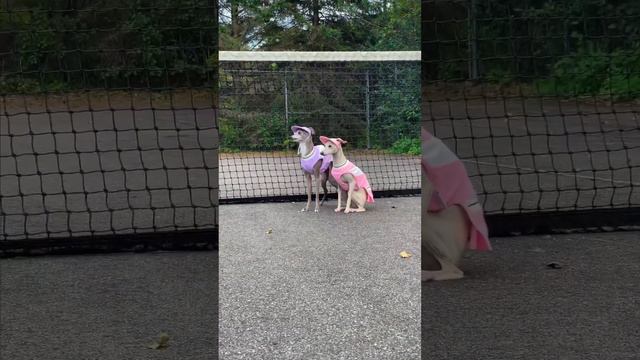 Dogs Tryout to be Tennis Ball Girls! смотреть онлайн