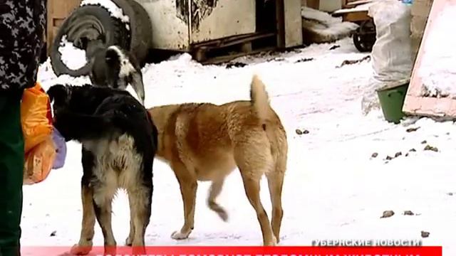 Воронеж. Самодеятельный приют среди гаражей смотреть онлайн