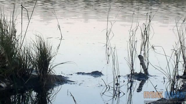 Как клюёт карась на удочку. Поклёвки карася крупным планом на поплавок. Подборка моментов смотреть онлайн