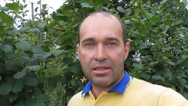 ЧТО БУДЕТ ОТ СЕЯНЦА ФУНДУКА. РЕЗУЛЬТАТ, УРОЖАЙ НА 5 ГОД. смотреть онлайн