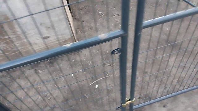 my 10x10 kennel setup #pitbull #bandog смотреть онлайн