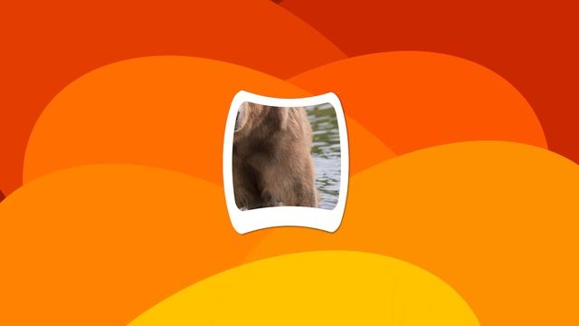 Guess The Animal From Close Up Picture | Guess The Animal Game For Kids, Preschoolers And Toddlers