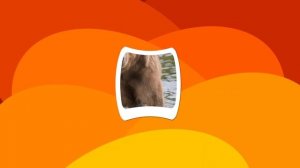 Guess the Animal from Close up Picture | Guess the Animal Game for Kids, Preschoolers and Toddlers