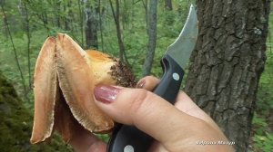 Печеночница обыкновенная - лекарственный гриб.