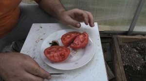 ? Томат ПРИМАДОННА F1| Мой неудачный эксперимент