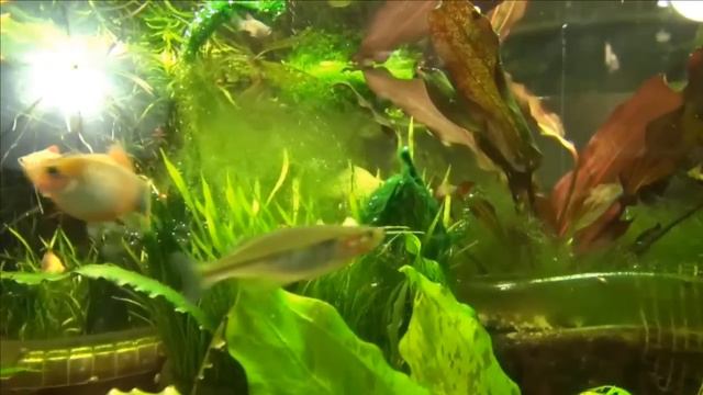Борьба с нитчаткой и циановодрослямиHow to get rid of hair algae and flip flops смотреть онлайн