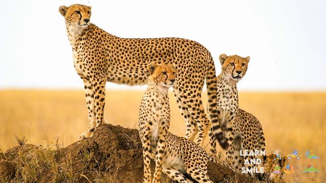 Wild Animals for Kids to Learn. 4K Ultra HD смотреть онлайн