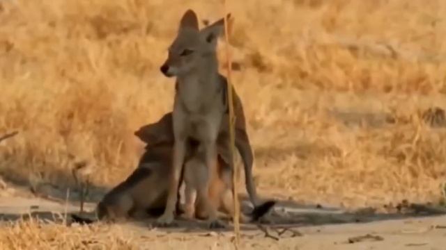 Дикая Африка. Гиеновидные собаки.