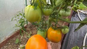 Томат Медовое сердце - незаслуженно мало информации о сорте