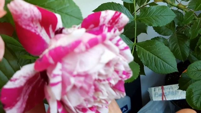 Роза ВЕСТЕРЛЕНД и РЕНЕССАНС серия из питомника в д.РАССКАЗОВКА. смотреть онлайн