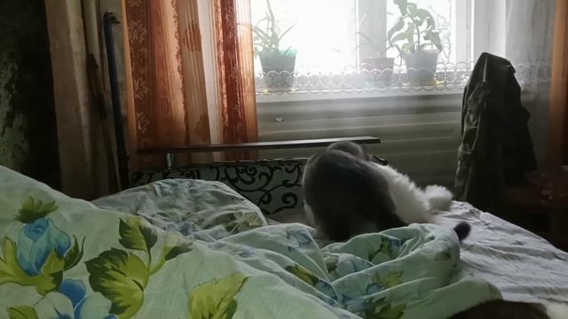 Котята дерутся под музыку Моцарта) смотреть онлайн