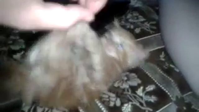 Месть рыжего злого кота смотреть онлайн