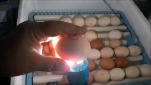 Как определить оплодотворено яйцо или нет?