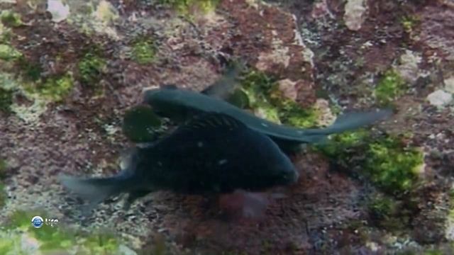 Как размножается Новозеландский двухточечный хромис (Chromis dispilus)? смотреть онлайн