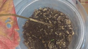 Размножение пеларгонии(герани) листиком вся правда без прикрас