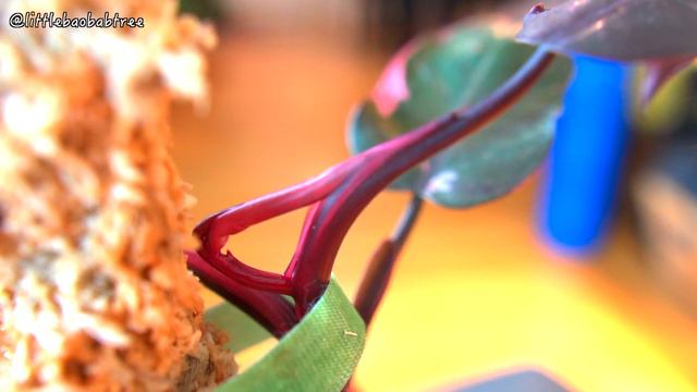 Top 10 Pink Houseplants