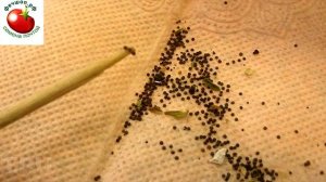 Посадка петунии на рассаду в 2020 году Лучшие дни для посев