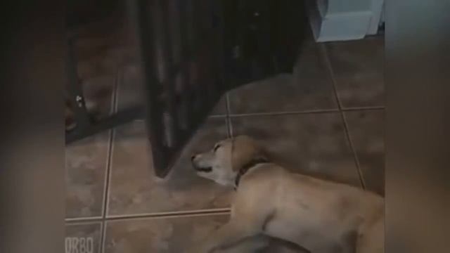 Смешные редкие животные Очень достойная подборка видео 2018 с домашними и дикими животными смотреть онлайн
