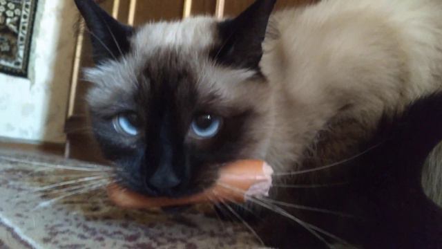 тайская кошка смотреть онлайн