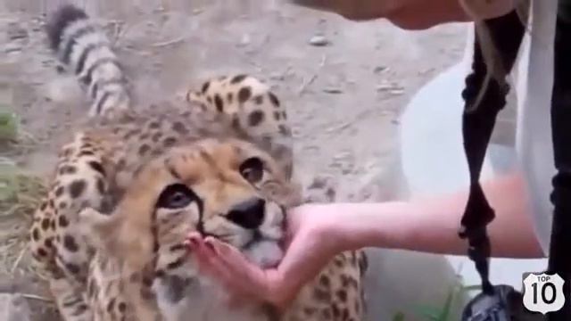 Приколы с Животными! Ласковый ГЕПАРД! Смешные Звери! Смешные животные смотреть онлайн