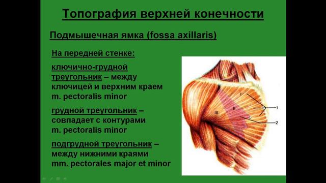 Топография верхней конечности. Подмышечная ямка.