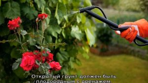 Плетистые розы: уход и выращивание
